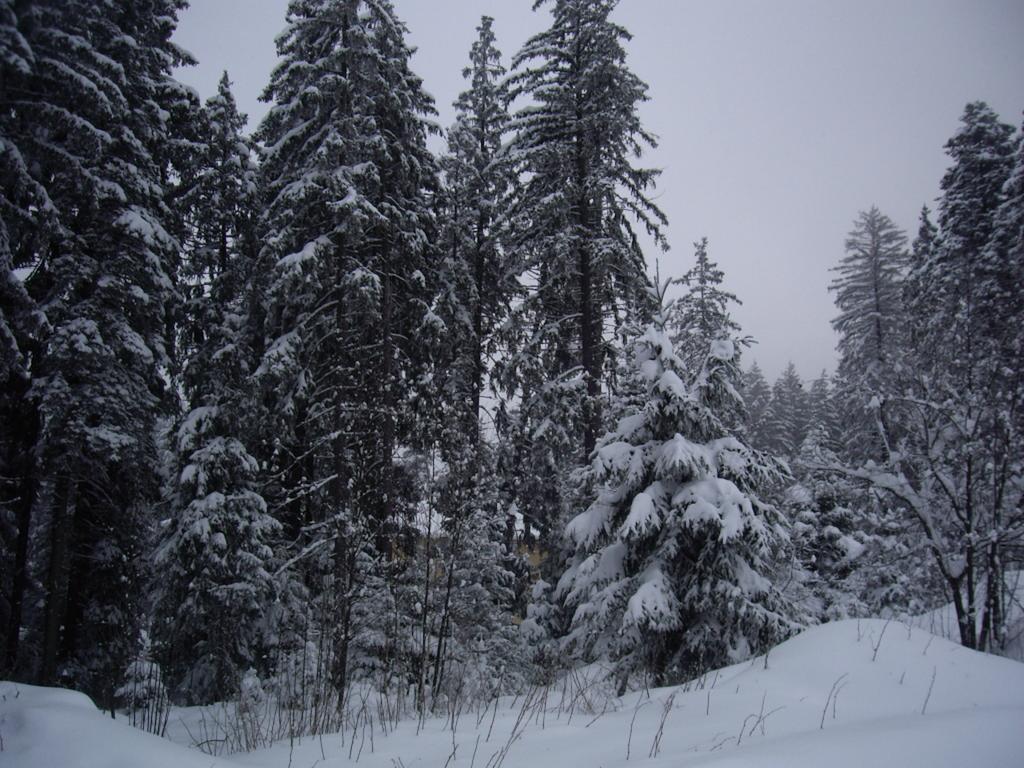 Villa Ibar Borovets Dış mekan fotoğraf